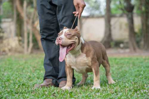 RED FLAME & YAYA - Male Bully Puppy for Sale 1