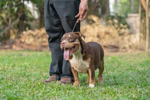 RED FLAME & YAYA - Male Bully Puppy for Sale 3
