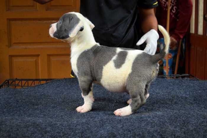 Rak & LADY RUSH - Amercian Bully puppy for sale - Male - White & Blue