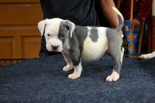 Rak & LADY RUSH - Amercian Bully puppy for sale - Male - White & Blue