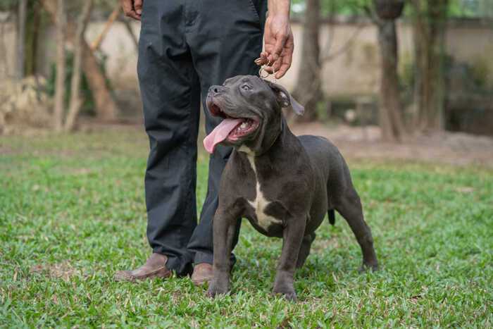 Female XXL Blue American Bully puppy for sale - Expertasia Bully Camp, Chiang Mai, Thailand. By RAK & LADY RUSH. Buy here.