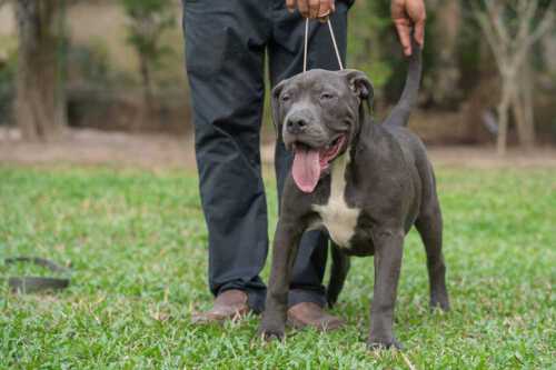 Female XXL Blue American Bully puppy for sale - RAK & LADY RUSH
