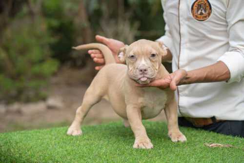 EXPERTASIA BULLY GIFT & SODA - Female Bully Puppy for Sale - Champagne