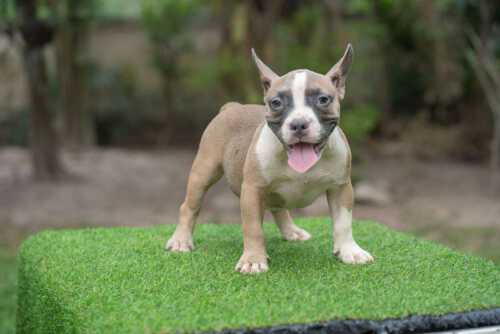 EXPERTASIA BULLY GIFT & SODA - Female Bully Puppy for Sale - Fawn Tricolors