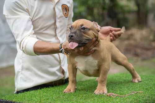 EXPERTASIA BULLY GIFT & SODA - Male Bully Puppy for Sale - Fawn