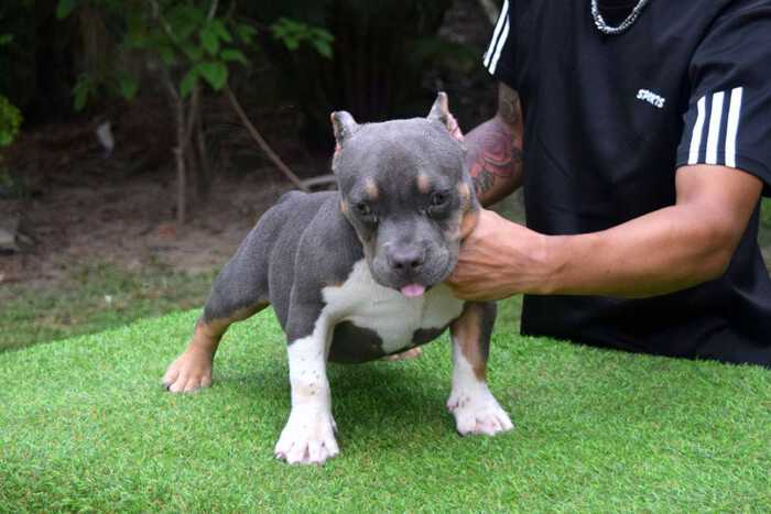 EXPERTASIA BULLY GIFT & SODA - Male Bully Puppy for Sale
