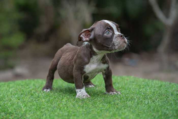 The Doi Devil & Snow White - Female Bully Puppy for Sale - Chocolate and White 1