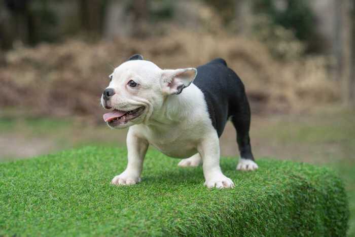 Snow King & Anna - Female Bully Puppy for Sale - Black and White