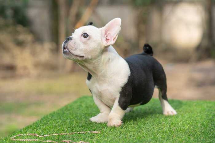 Snow King & Anna - Female Bully Puppy for Sale 2 - Black and White