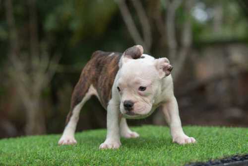 Snow King & Anna - Female Bully Puppy for Sale - White & Tringle
