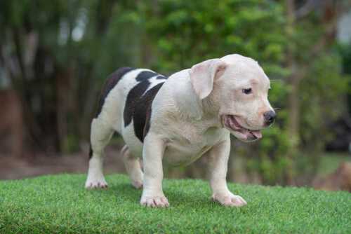 Snow King & Anna - Female Bully Puppy for Sale - White & Black