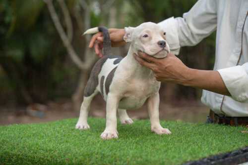 Snow King & Anna - Female Bully Puppy for Sale - White & Blue