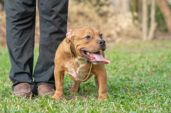 RED FLAME & YAYA - Female Bully Puppy for Sale 5