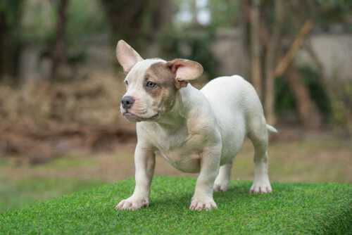 Snow King & Anna - Male Bully Puppy for Sale - WHITE PIEBALD BLUE-TRI POINT