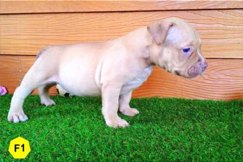 Female Bully puppy for sale 1 - Champagne - Ebony & Cindy