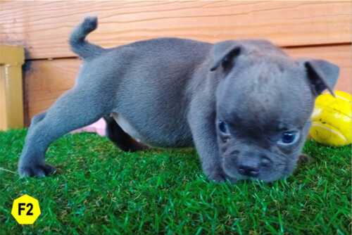 Female Bully puppy for sale 2 -Blue & White - Doi Devil & Dream