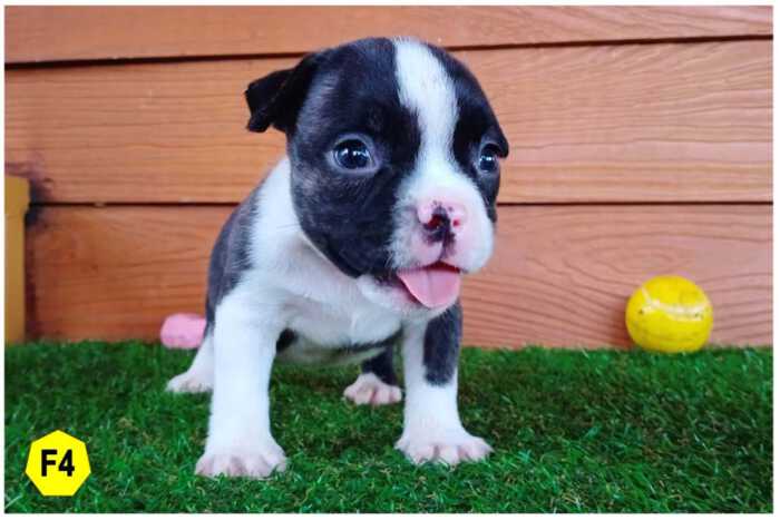 Female Bully puppy for sale 4 - Black Brindle & White - Doi Devil & Dream