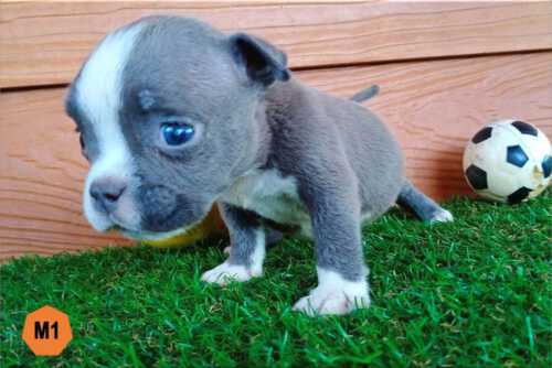 Male Bully puppy for sale 1 - Blue & White - Doi Devil & Dream