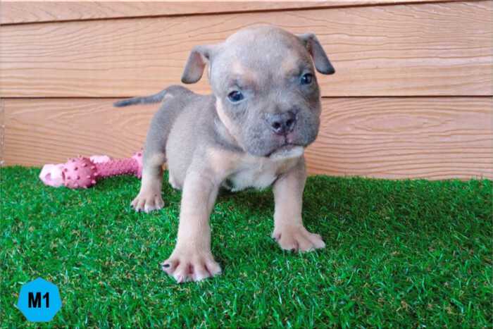 Male Bully puppy for sale 1 - Blue 3-colors - Ebony & Cindy