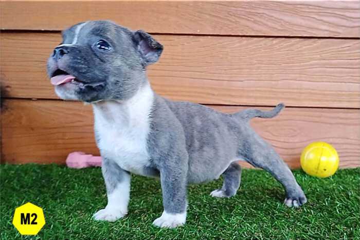 Male Bully puppy for sale 2 - Blue Brindle - Doi Devil & Dream