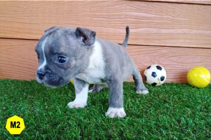 Male Bully puppy for sale 2 - Blue Brindle - Doi Devil & Dream