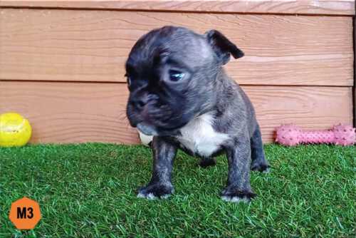 Male Bully puppy for sale 3 - Black Brindle - Doi Devil & Dream