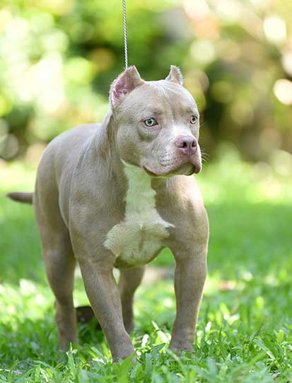 Champagne Bully Dog For Sale