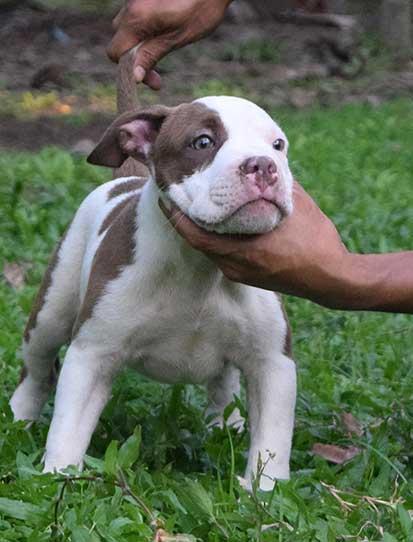Coconut Bully Dog For Sale