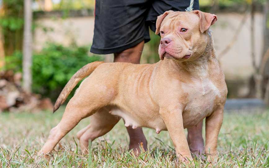 Lady Kitty American Bully For Sale