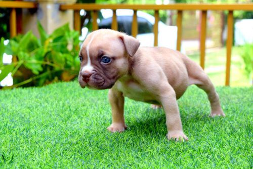 THYME & BOWA - Female Bully Puppy for Sale 1