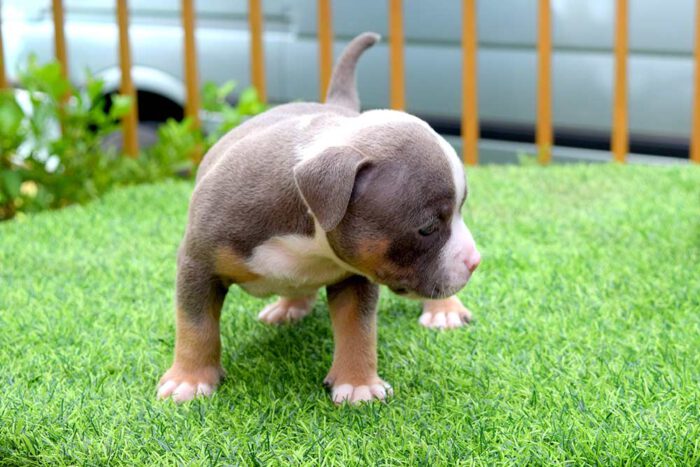 THYME & BOWA - Female Bully Puppy for Sale 2