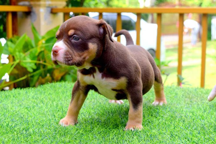 THYME & BOWA - Female Bully Puppy for Sale 3