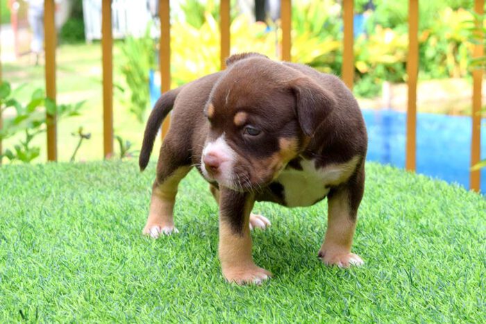 THYME & BOWA - Female Bully Puppy for Sale 3