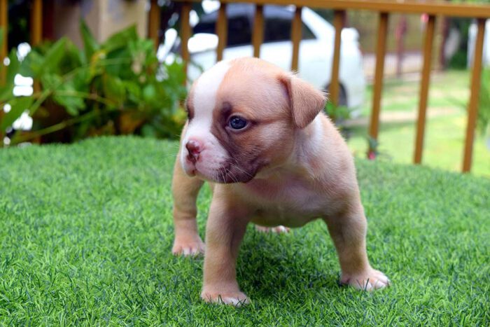 THYME & BOWA - Male Bully Puppy for Sale 1