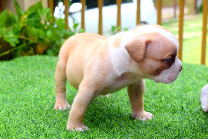 THYME & BOWA - Male Bully Puppy for Sale 1