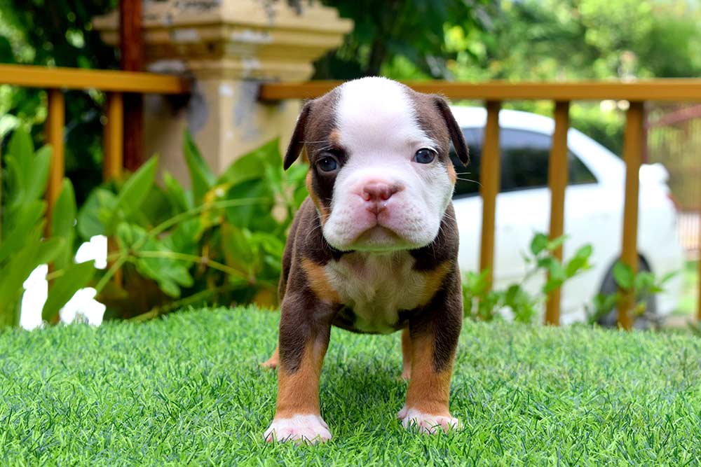 THYME & BOWA - Male Bully Puppy for Sale 2