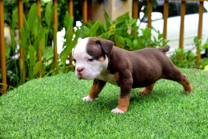 THYME & BOWA - Male Bully Puppy for Sale 2