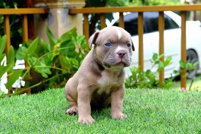 THYME & BOWA - Male Bully Puppy for Sale 3