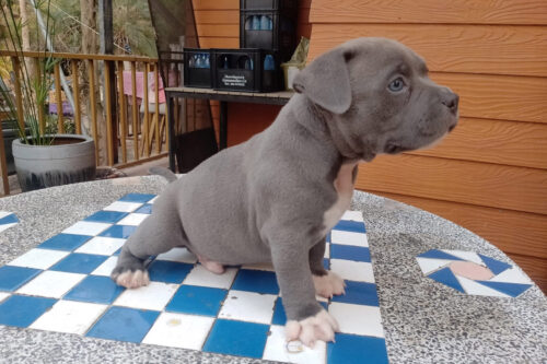 Male American Bully for sale
